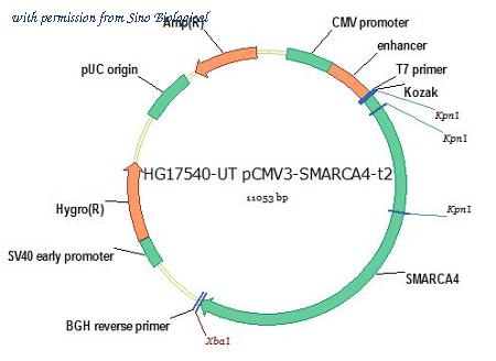 Sino Biological HG17540-UT image 1