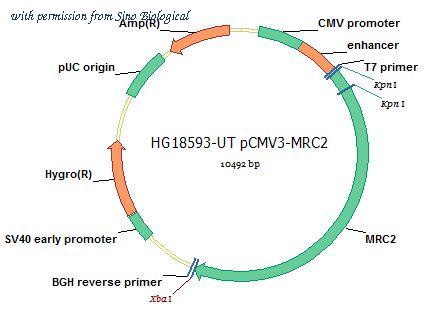 Sino Biological HG18593-UT image 1