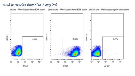 Sino Biological 10001-H86H-SG image 1