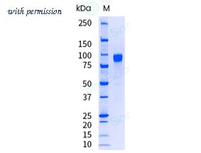 Sino Biological 10004-H08H-UE image 1