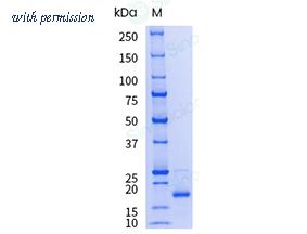 Sino Biological 10007-HNAH-UE image 1