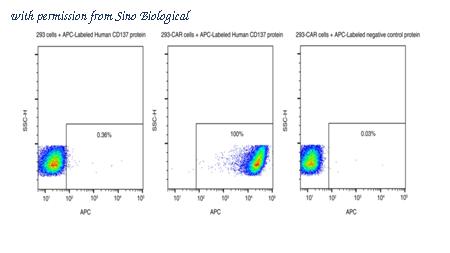 Sino Biological 10041-H86H-SD image 1