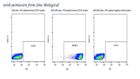 Sino Biological 10041-H86H-SP image 1
