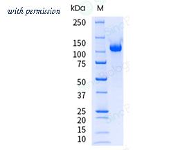 Sino Biological 10136-H08H-UE image 1