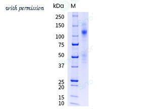 Sino Biological 10164-H08H-UE image 1