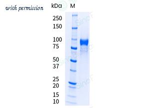 Sino Biological 10201-H08H-UE image 1