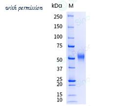 Sino Biological 10350-H08H-UE image 1