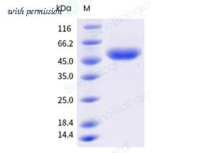 Sino Biological 10350-H49B-B image 1
