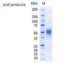 Sino Biological 10417-H08H-UE image 1