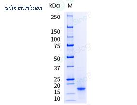 Sino Biological 10429-HNAH-UE image 1