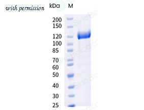 Sino Biological 10464-H01H image 1