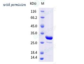 Sino Biological 10478-HNAE image 1