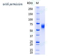 Sino Biological 10555-H08H-UE image 1