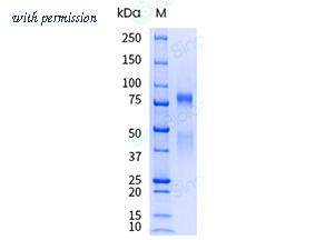 Sino Biological 10692-H08H-UE image 1