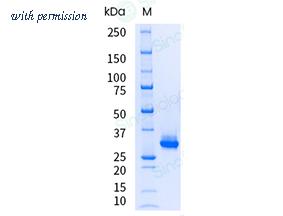 Sino Biological 10702-HNAH-UE image 1