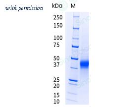 Sino Biological 10818-H08H-UE image 1