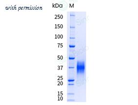 Sino Biological 10872-H08H-UE image 1