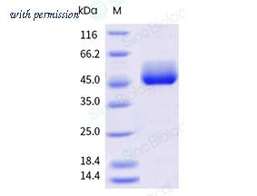 Sino Biological 10959-H49H-B image 1