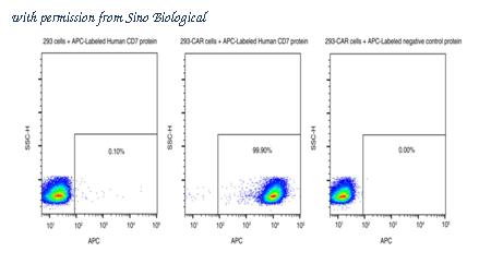 Sino Biological 11028-H86H-SA image 1