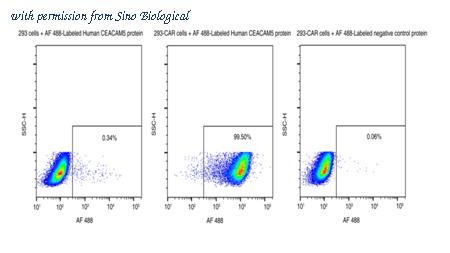 Sino Biological 11077-H86H-SD image 1
