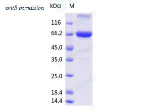 Sino Biological 11085-V08B7 image 1
