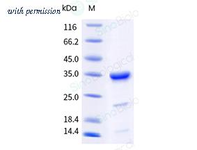 Sino Biological 11148-H08E image 1