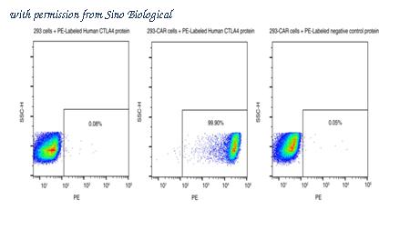 Sino Biological 11159-H86H-SP image 1