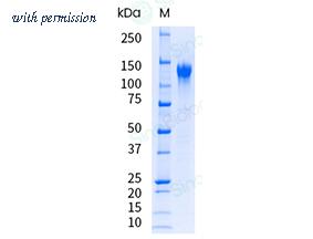 Sino Biological 11226-H08H-UE image 1