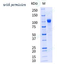 Sino Biological 11360-H08H-UE image 1