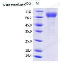 Sino Biological 11370-H08H-B image 1