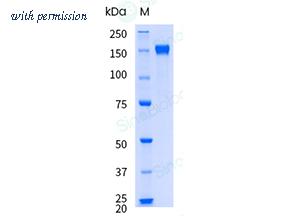 Sino Biological 11648-H02H-UE image 1
