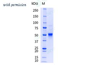 Sino Biological 13127-H04H-UE image 1