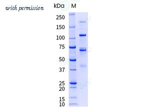Sino Biological 13182-H08H-UE image 1