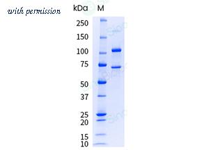 Sino Biological 13416-H08H-UE image 1