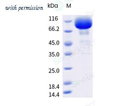 Sino Biological 15877-H44C-B image 1