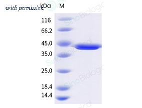 Sino Biological 215-PLAL0010 image 1
