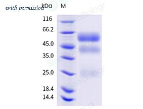 Sino Biological 30172-H08H image 1