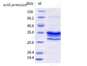 Sino Biological 324-ART0070 image 1