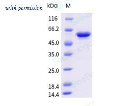 Sino Biological 40064-V49B-B image 1