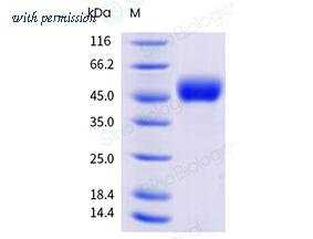 Sino Biological 40128-V49H1-B image 1