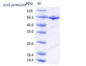 Sino Biological 40500-V49B-B image 1