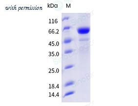 Sino Biological 40502-V44B-B image 1