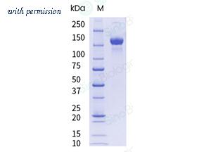 Sino Biological 40589-V08H4-UE image 1