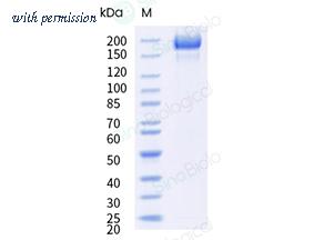 Sino Biological 40589-V08H71 image 1