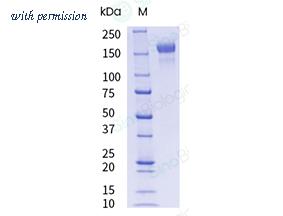 Sino Biological 40589-V08H8-UE image 1