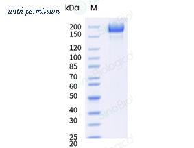 Sino Biological 40589-V49H12-B image 1