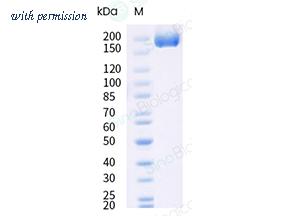 Sino Biological 40589-V49H13-B image 1