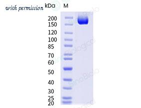 Sino Biological 40589-V49H15-B image 1