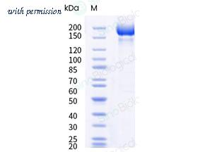 Sino Biological 40589-V49H18-B image 1