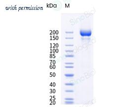 Sino Biological 40589-V49H19-B image 1